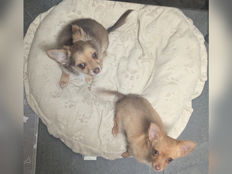 Chihuahua Rüden