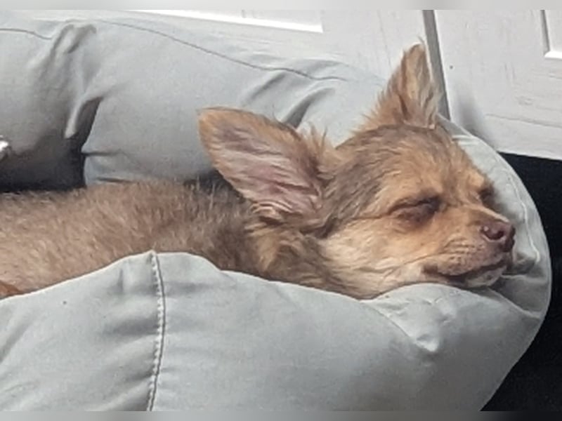 Chihuahua Rüden