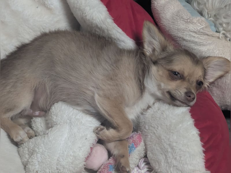 Chihuahua Rüden