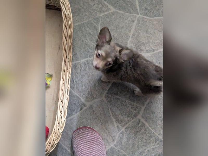 Chihuahua Rüden