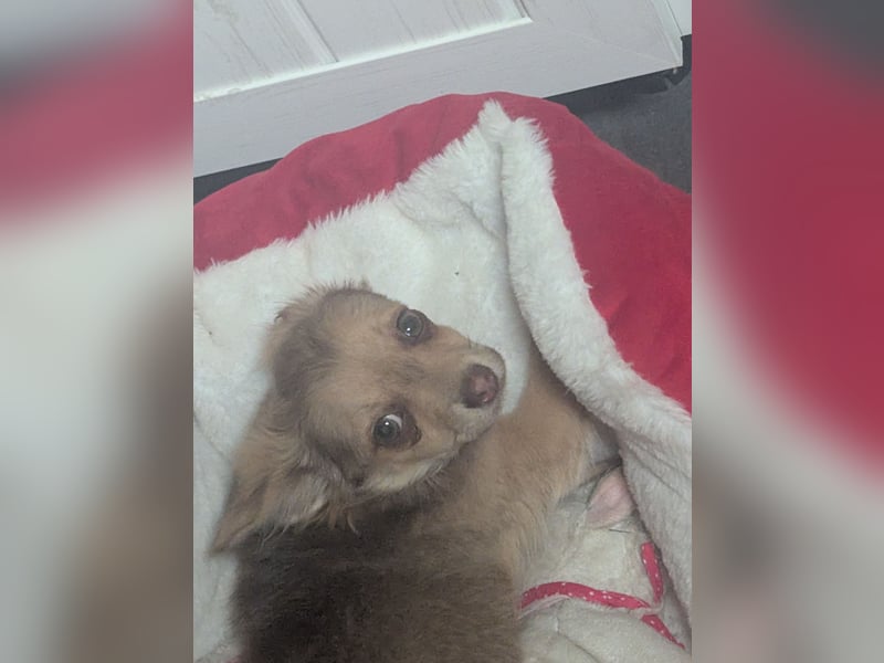 Chihuahua Rüden