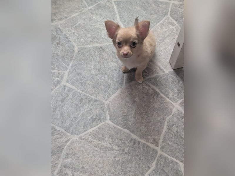 Chihuahua Rüden
