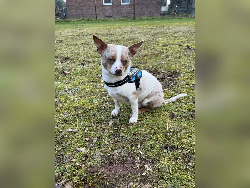 Chihuahua x Jack Russel 1,5 Jahre