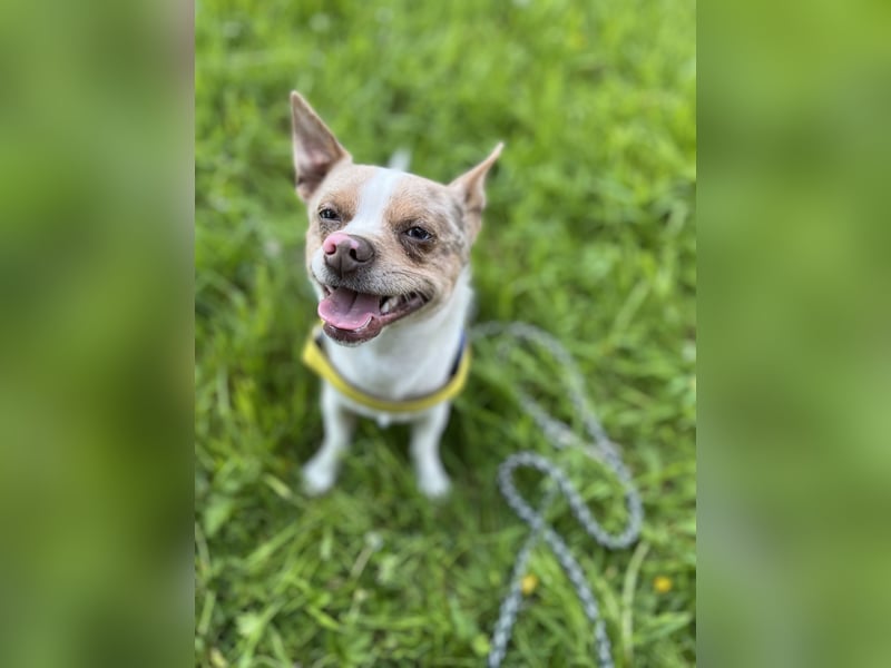 Chihuahua x Jack Russel 1,5 Jahre