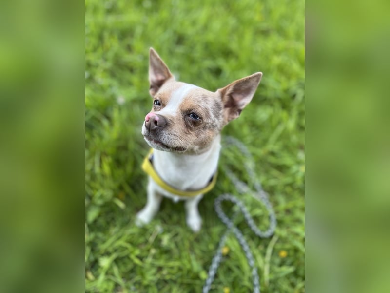 Chihuahua x Jack Russel 1,5 Jahre