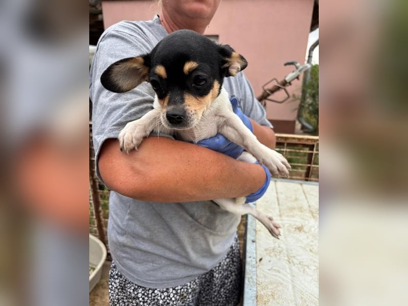 Pityke, kleiner Chihuahua Welpe geb. 2025