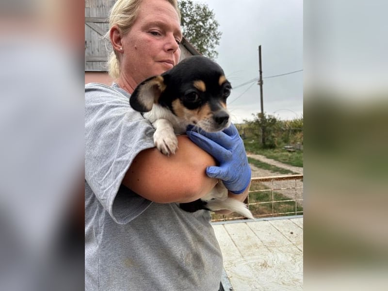 Pityke, kleiner Chihuahua Welpe geb. 2025