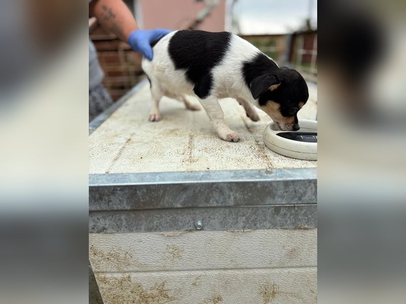 Pityke, kleiner Chihuahua Welpe geb. 2025