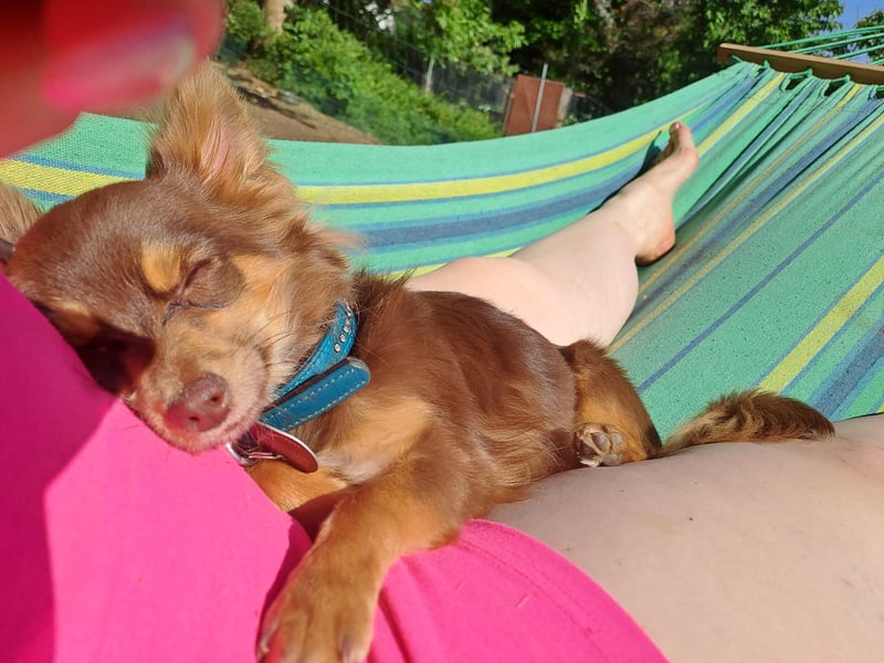 Langhaar Chihuahua Deckrüde