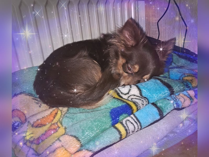 Langhaar Chihuahua Deckrüde