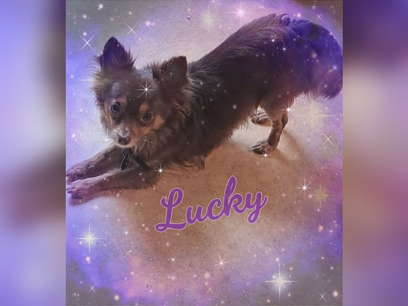 Langhaar Chihuahua Deckrüde