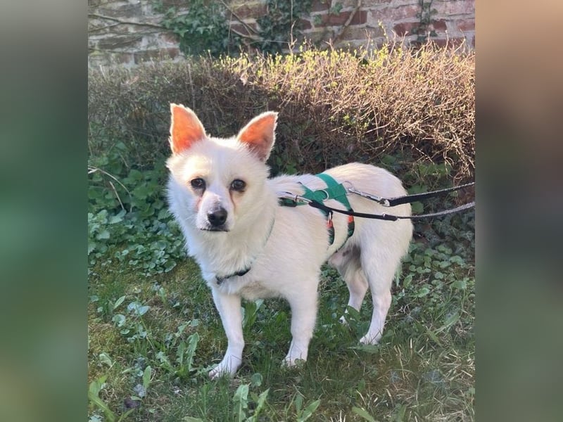 Samu, kleiner Mischling