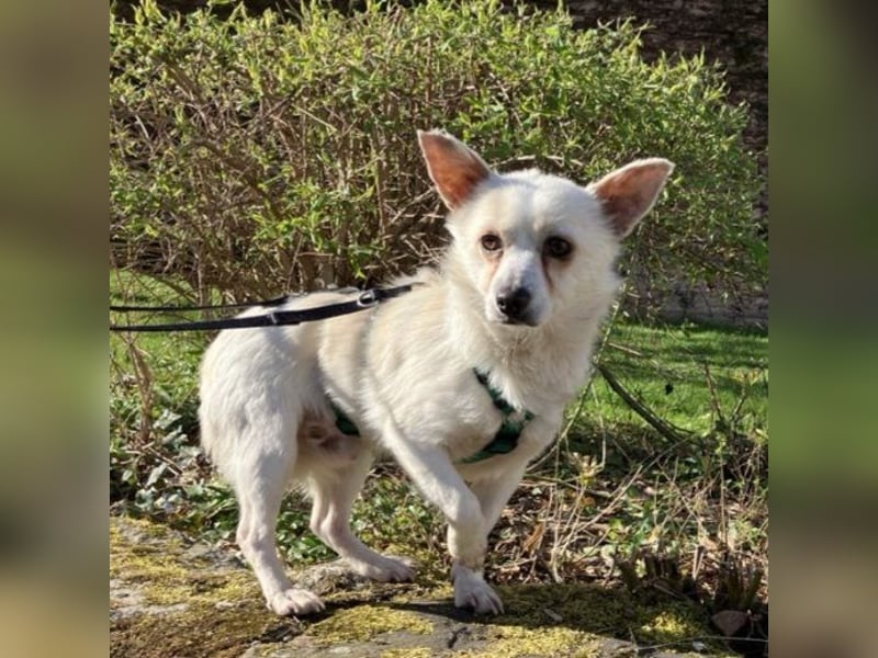 Samu, kleiner Mischling