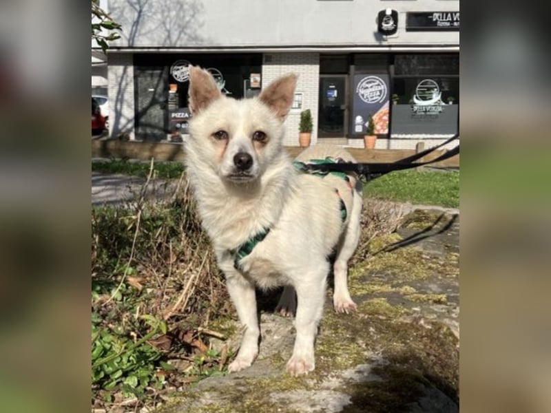 Samu, kleiner Mischling