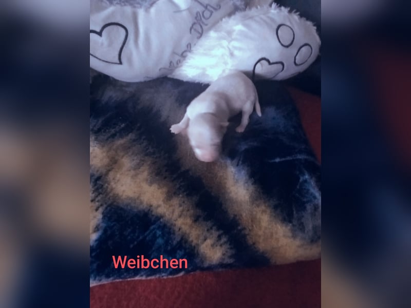Chiuahua Volpino Italiano welpe