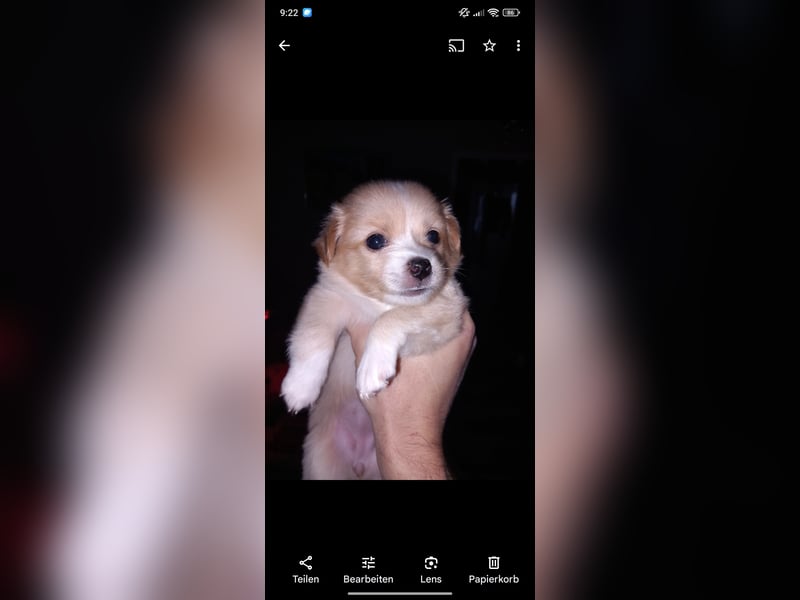 Chiuahua Volpino Italiano welpe