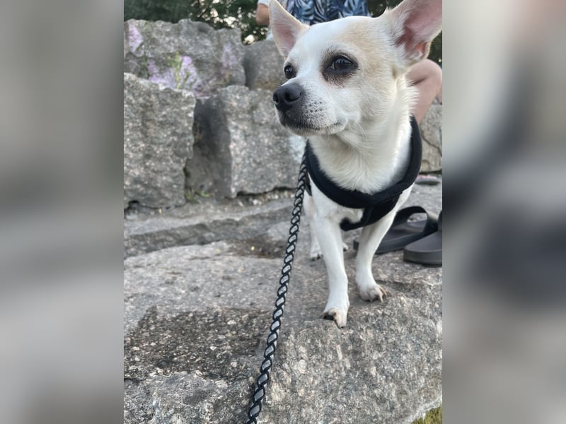 Gemütlicher Chihuahuamischling sucht dringend Zuhause