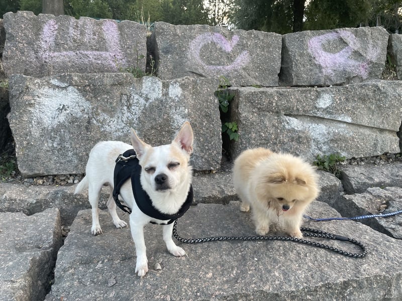 Gemütlicher Chihuahuamischling sucht dringend Zuhause
