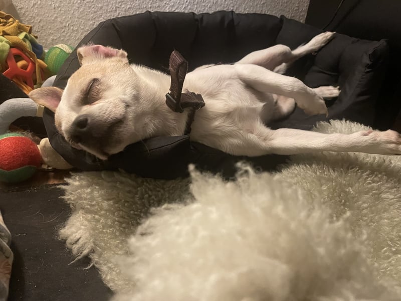 Gemütlicher Chihuahuamischling sucht dringend Zuhause