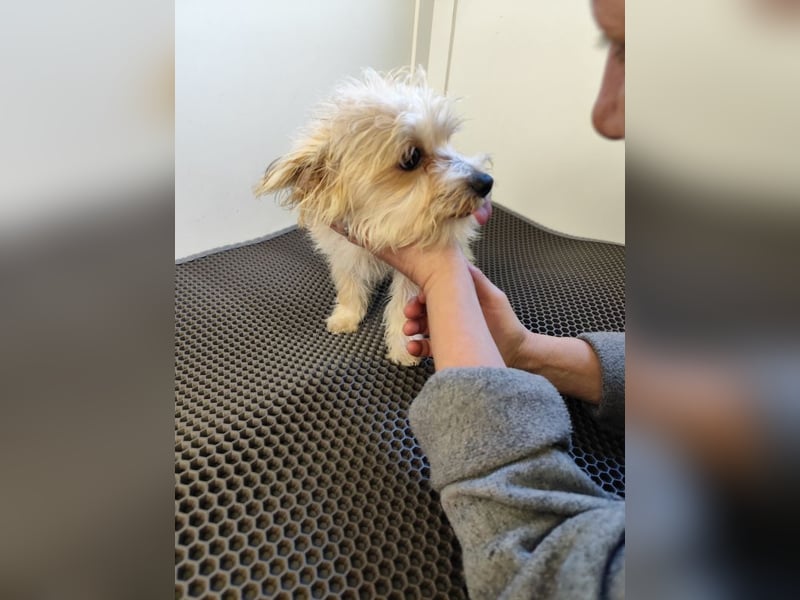 MIRCO - der lustige und verspielte kleine Mann sucht ein liebevolles Zuhause