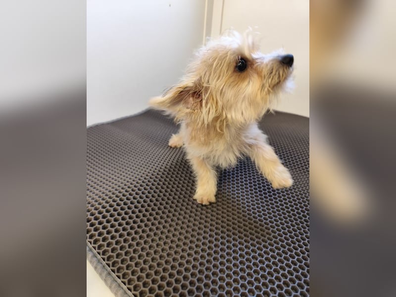 MIRCO - der lustige und verspielte kleine Mann sucht ein liebevolles Zuhause