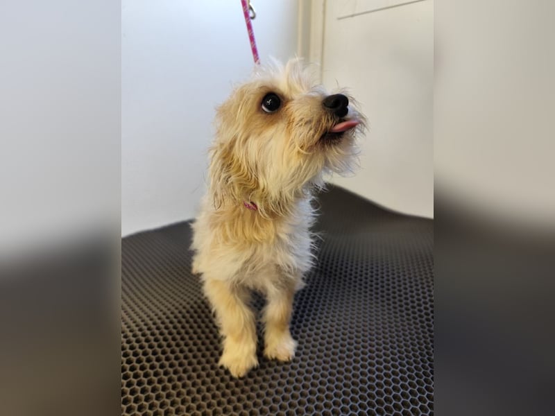 MIRCO - der lustige und verspielte kleine Mann sucht ein liebevolles Zuhause