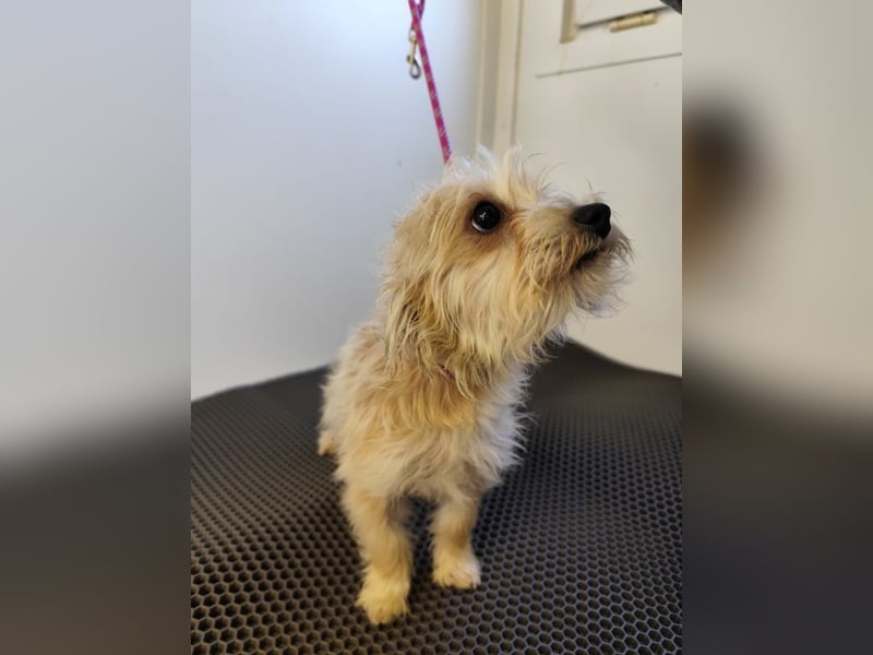MIRCO - der lustige und verspielte kleine Mann sucht ein liebevolles Zuhause