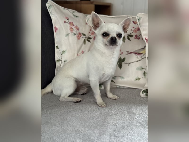 Erfahrener weißer Chihuahua Deckrüde