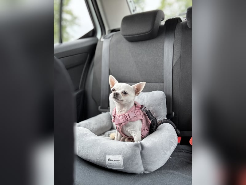 Erfahrener weißer Chihuahua Deckrüde