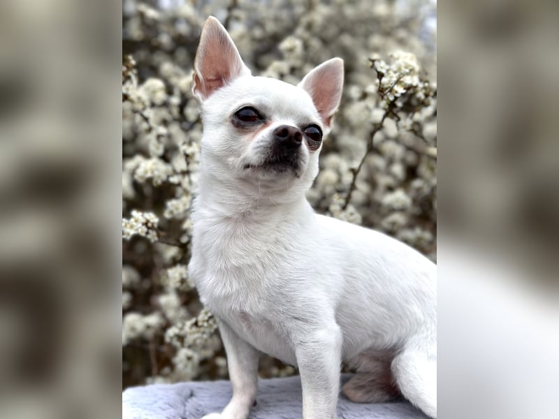 Erfahrener weißer Chihuahua Deckrüde