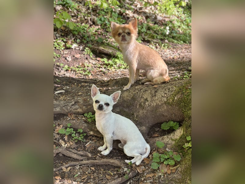 Erfahrener weißer Chihuahua Deckrüde