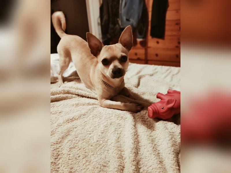 Deckrüde Mylo bietet seine Dienste an!