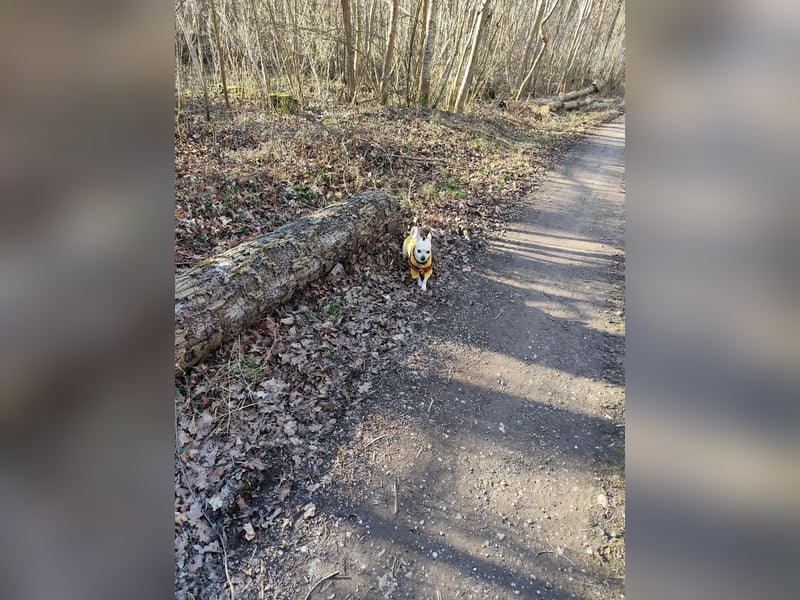 Deckrüde Mylo bietet seine Dienste an!