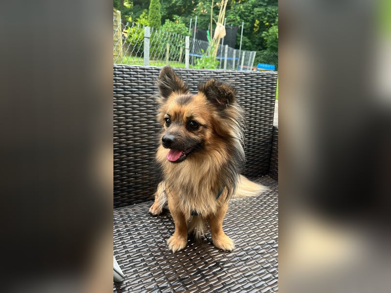 Chihuahua Mix (3) sucht ein neues zuhause