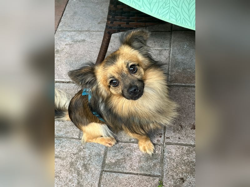 Chihuahua Mix (3) sucht ein neues zuhause