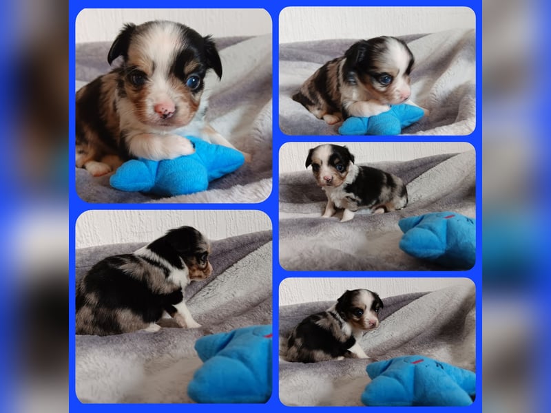 5 reinrassige Chihuahua suchen zuhause