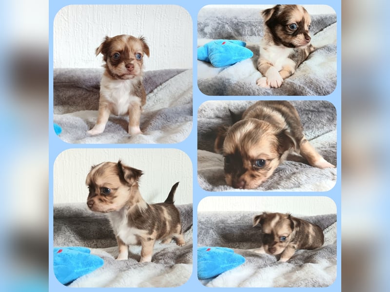 5 reinrassige Chihuahua suchen zuhause