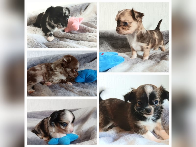 5 reinrassige Chihuahua suchen zuhause
