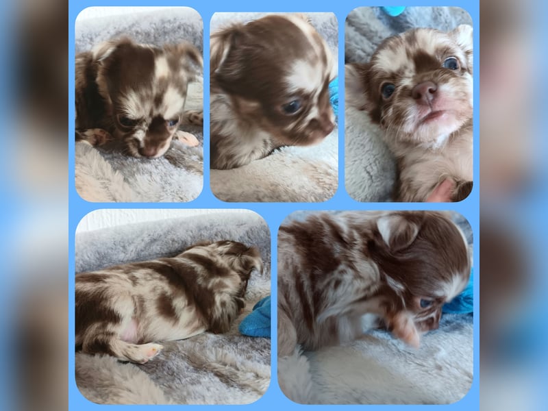 5 reinrassige Chihuahua suchen zuhause