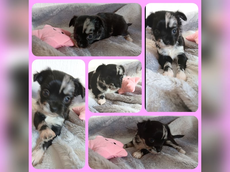 5 reinrassige Chihuahua suchen zuhause