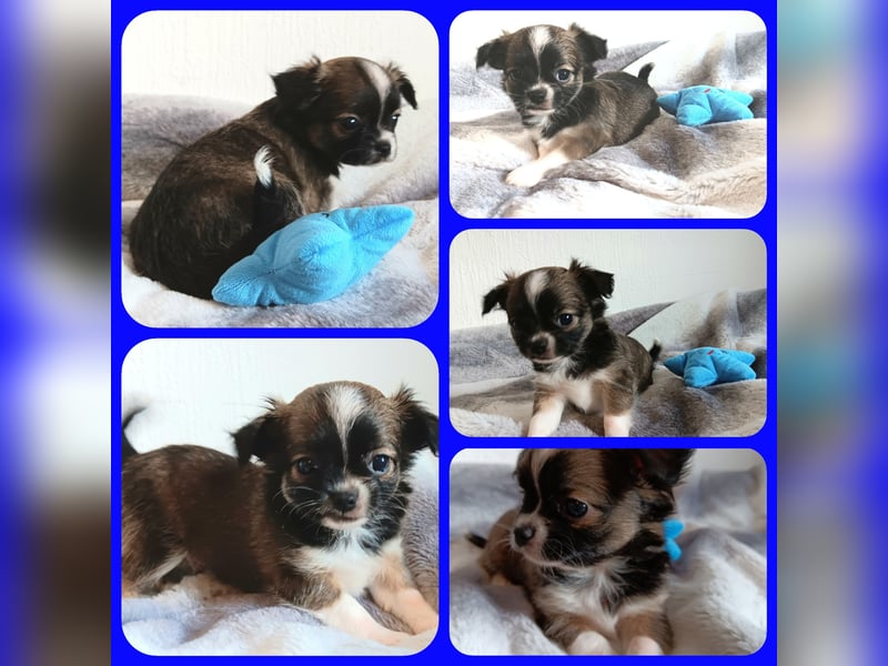 5 reinrassige Chihuahua suchen zuhause