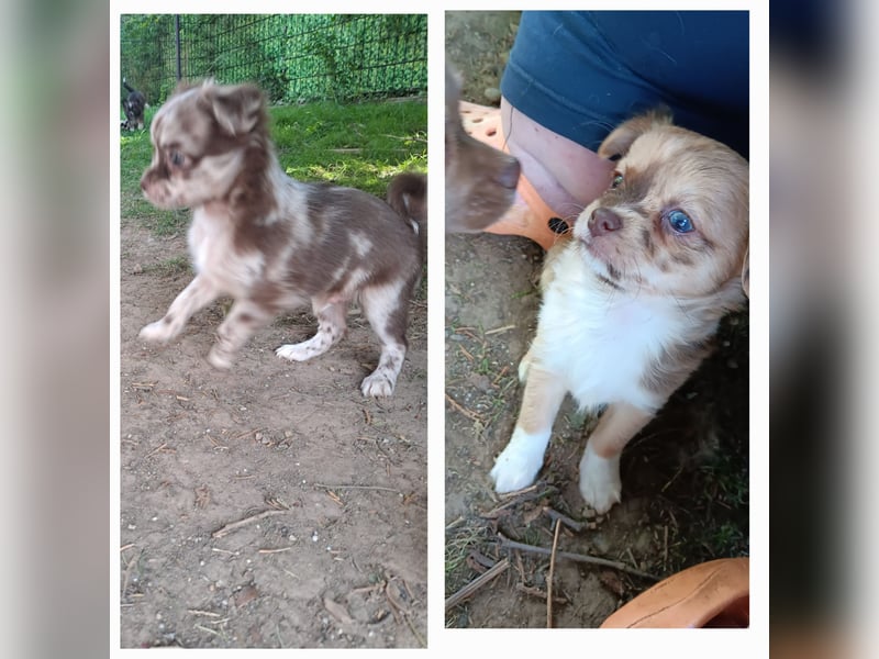 5 reinrassige Chihuahua suchen zuhause