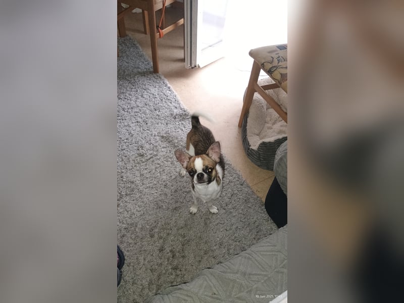 Chihuahua Deckrüde