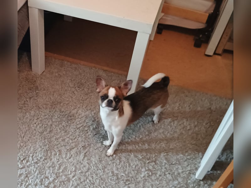 Chihuahua Deckrüde