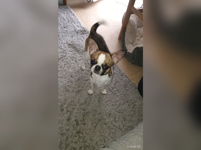Chihuahua Deckrüde