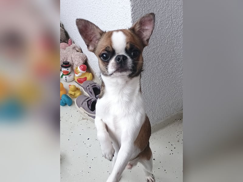 Chihuahua Deckrüde