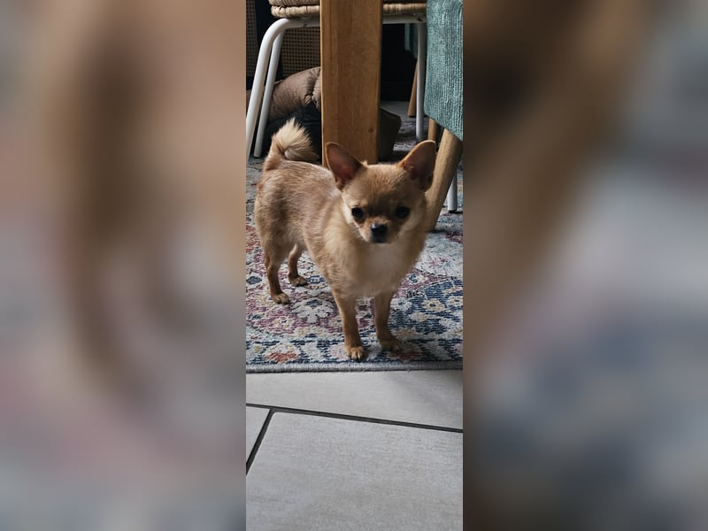 Kleine Lia sucht dringend ein neues Zuhause