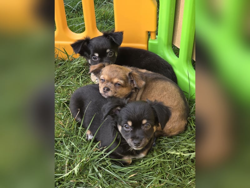 Reinrassige Langhaar - Chihuahua - Welpen abzugeben, sehr verspielt und verkuschelt!