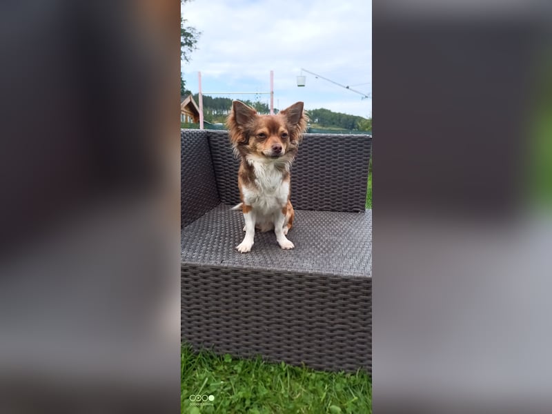 Reinrassige Langhaar - Chihuahua - Welpen abzugeben, sehr verspielt und verkuschelt!