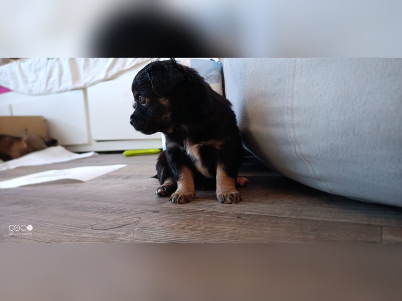 Reinrassige Langhaar - Chihuahua - Welpen abzugeben, sehr verspielt und verkuschelt!